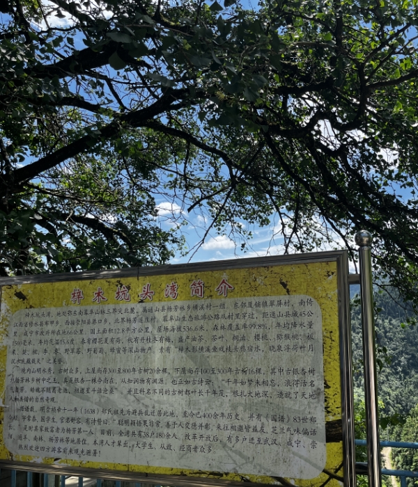 新城平台-武昌理工学院文法学院“绿荫千秋鉴，护根百年计”调研队深入梓木坑头湾古树群：揭秘千年古树的绿色秘密